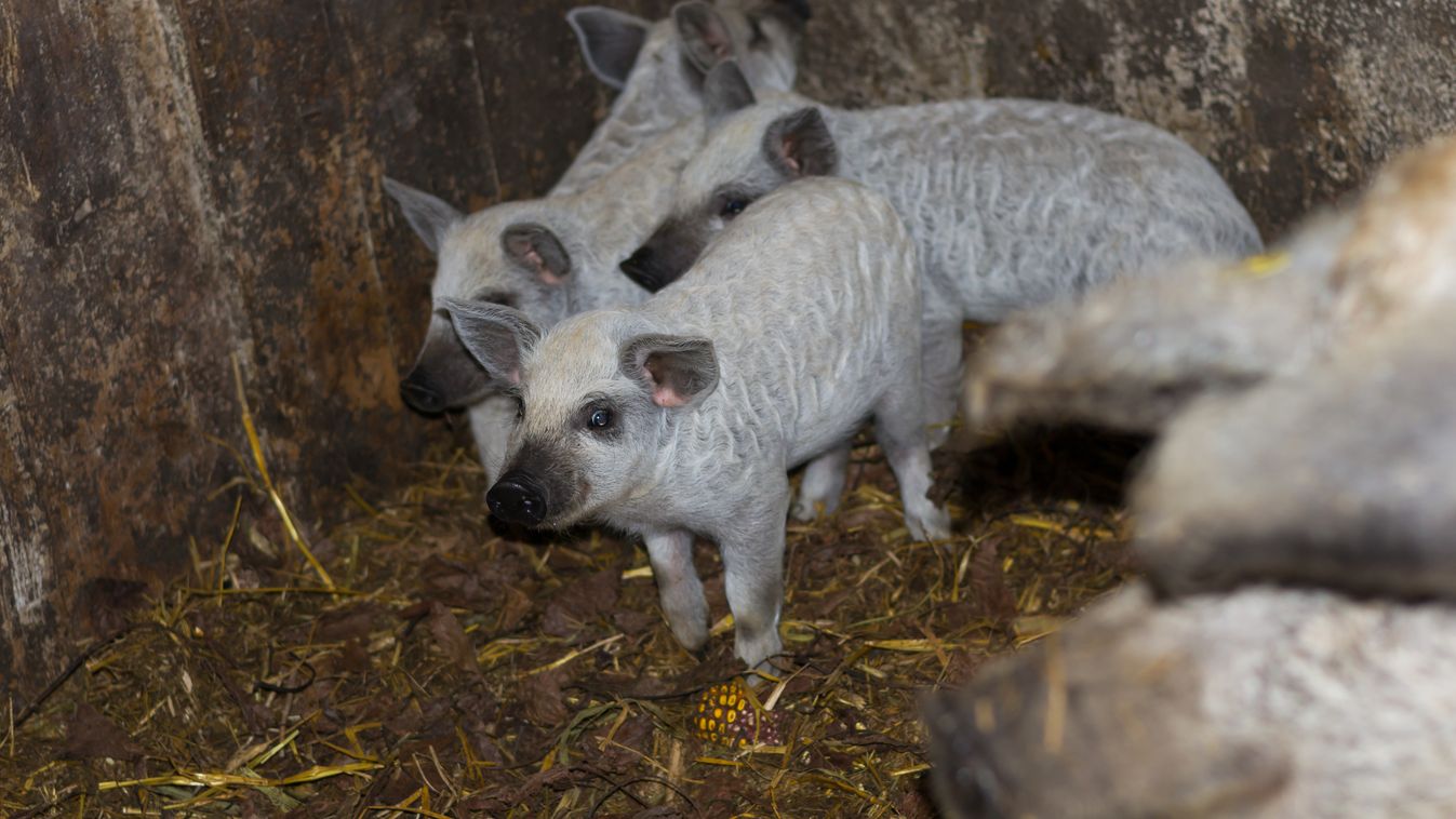 Egy román újság szerint a mangalica egy híres román disznófajta
