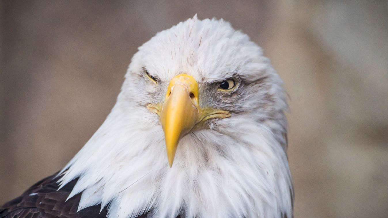 Épségben visszatért egy szökött rétisas a francia vidámparkba