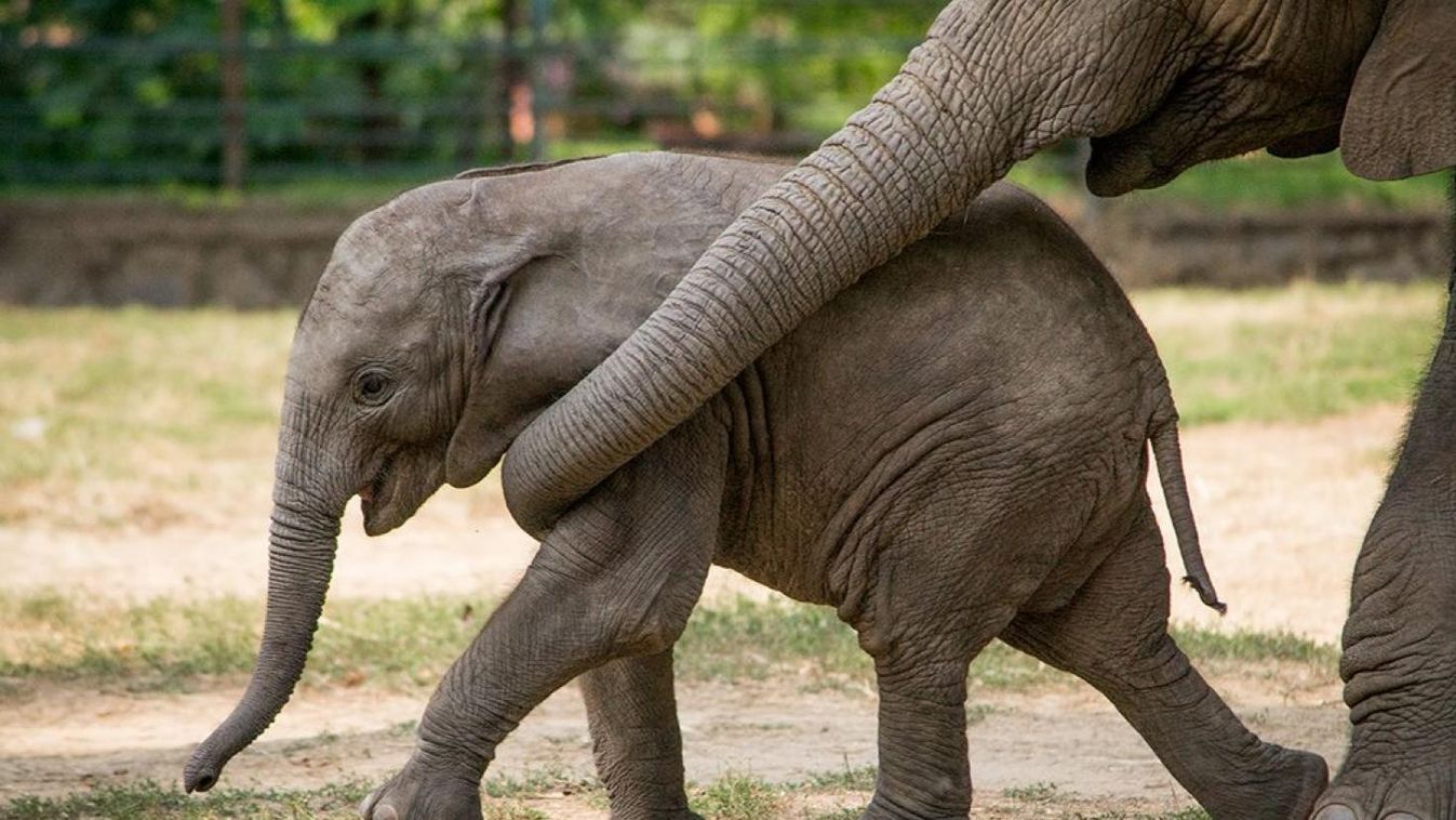 Nevet kapott a Nyíregyházi Állatpark kiselefántja
