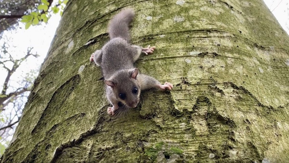 Ennél cukibbat nem lát ma: így telelnek a pelék