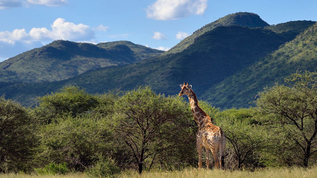 Már törpe zsiráfokkal is találkozhatnánk Afrikában, ha tehetnénk
