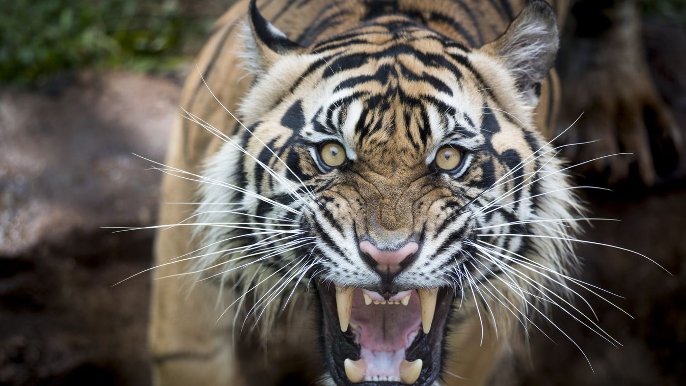 Átharapta gondozója torkát egy tigris