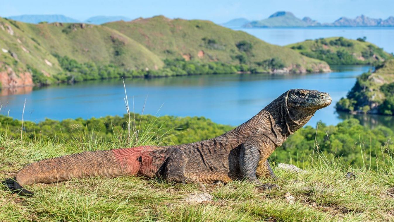 Százszorosára drágul a belépő ára a Komodo-szigetre