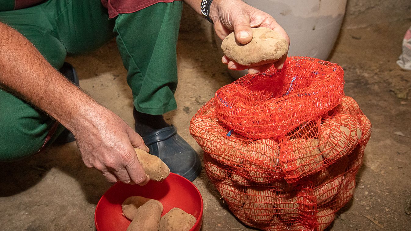 Jó tanácsok a zöldségek, gyümölcsök tárolásához