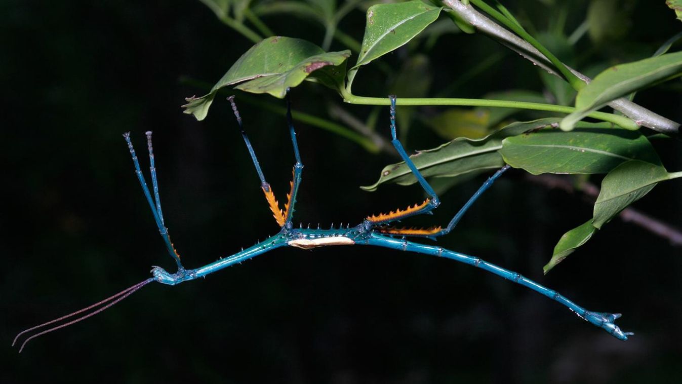 Óriási színes botsáskákat azonosítottak Madagaszkáron