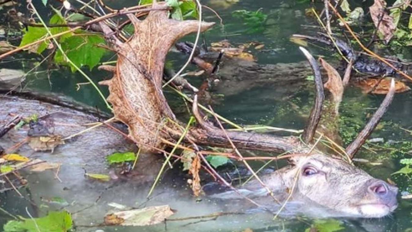 Dámszarvast mentett a segítőkész horgász a Körösön