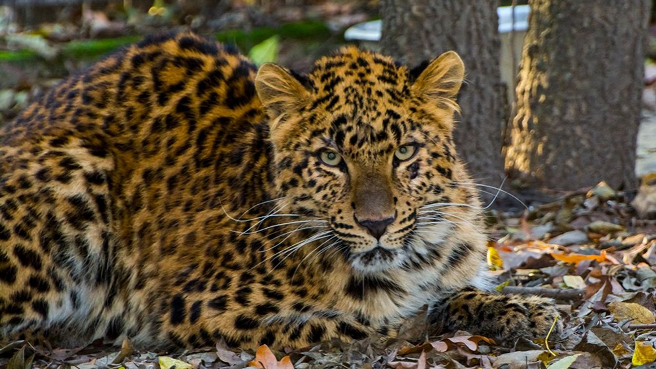 Fiatal leopárddal bővült a vadaspark