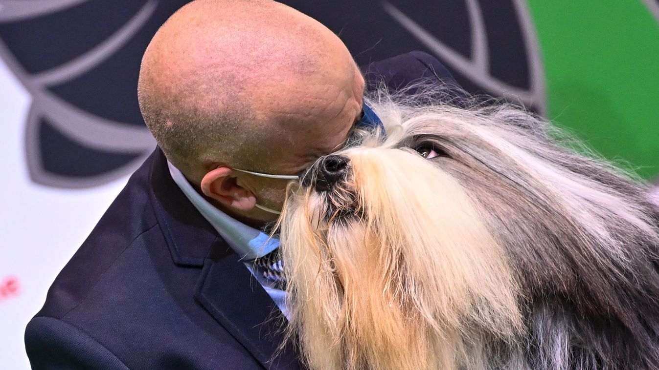 Egy bearded collie lett az év legszebb kutyája