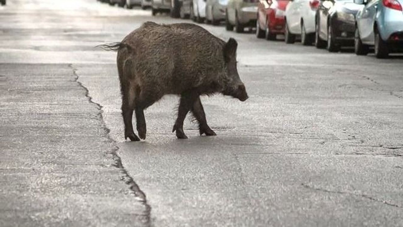 Vaddisznó szaladt az autópályára, parádésan mentett a sofőr (videó)