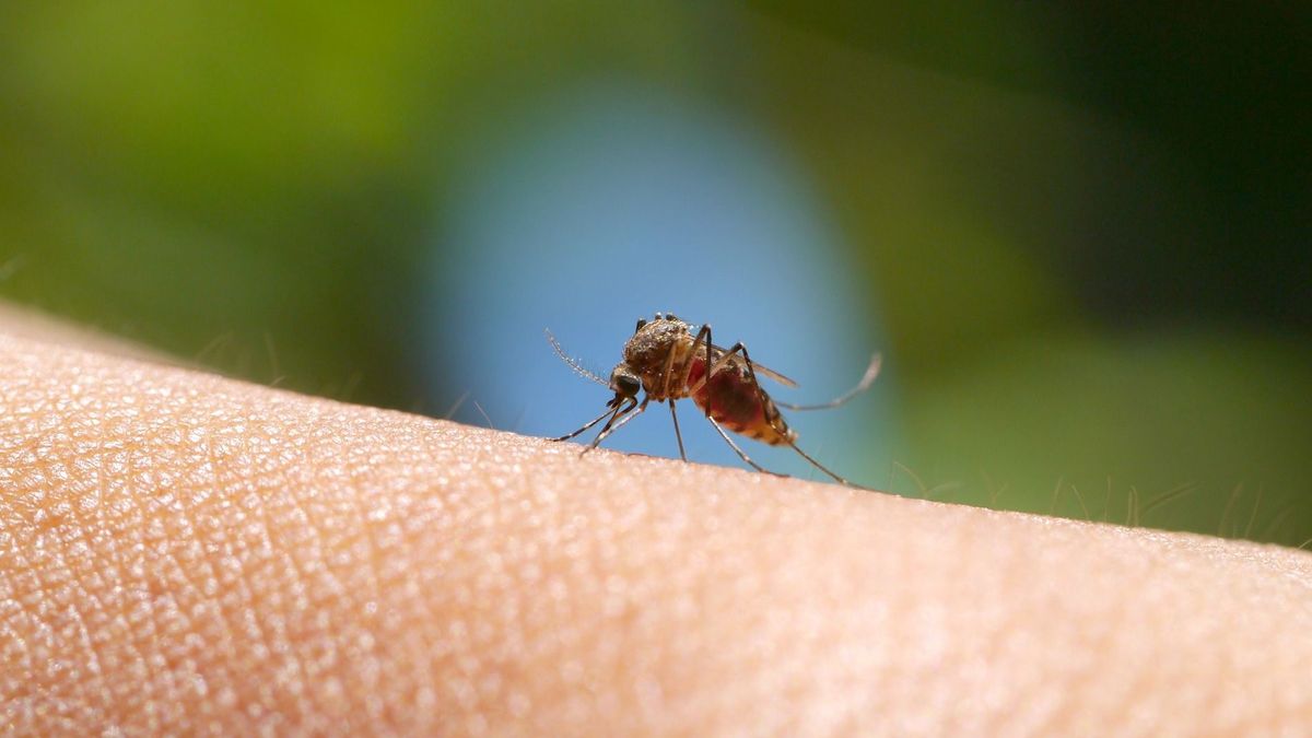 Tévhitek terjednek a nyugat-nílusi lázról