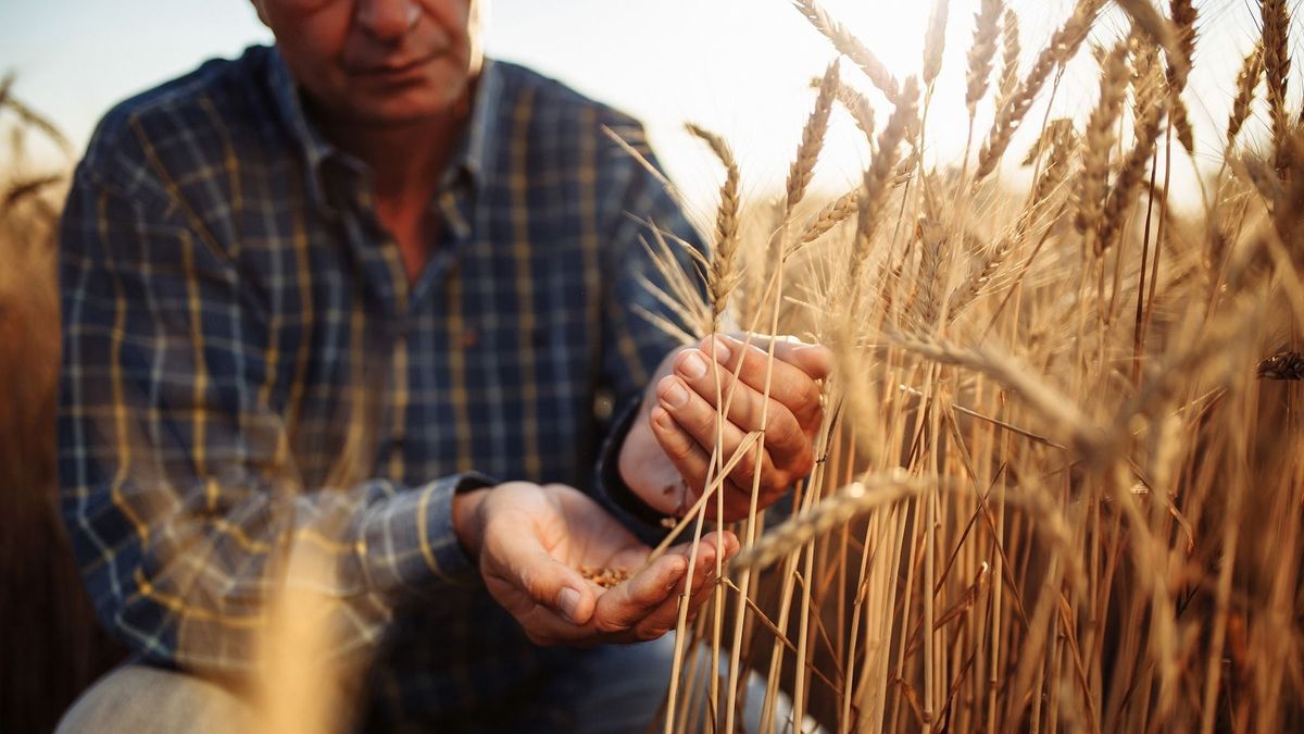 Aszályos évben is jól vizsgáztak a vetőmagok