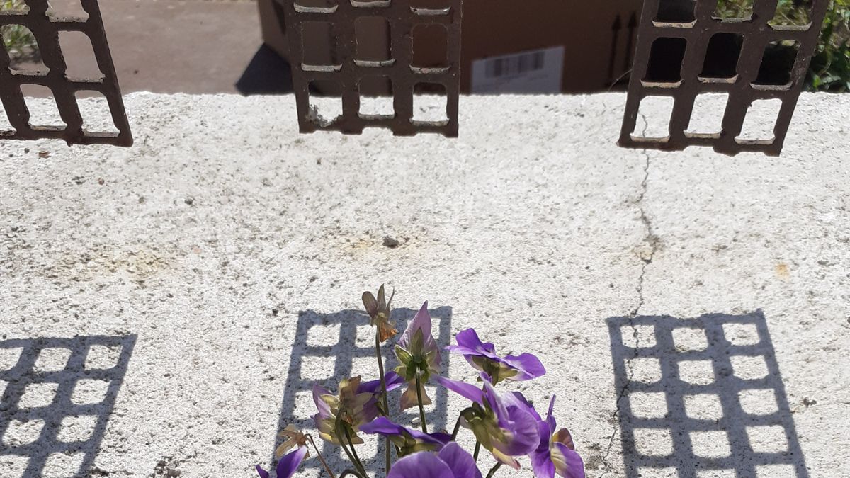 Mi virágzik a járólapok közt? Zánkán árvácska