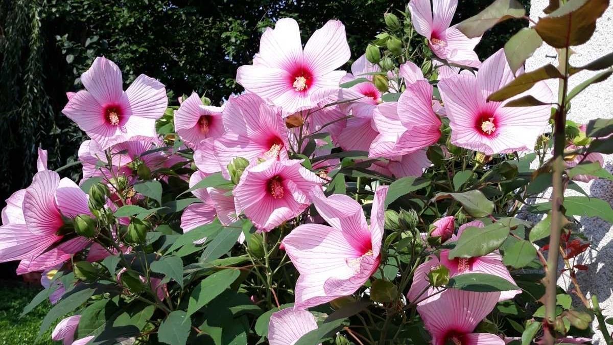 A sümegi kert rekordere: húsz híján hatszáz virág a mama hibiszkuszán