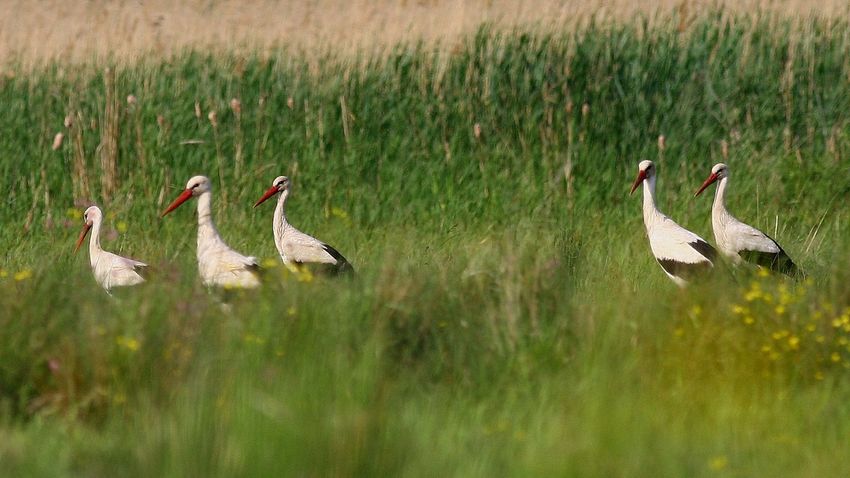 VEOL – Fehér gólyák gyülekezése Apácatornán