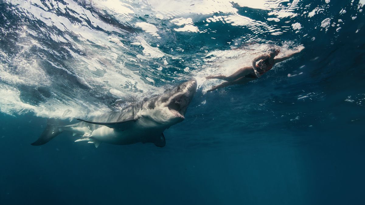 Ide inkább ne utazzon: cápa tépte le egy nő karját a magyarok kedvelt nyaralóhelyén