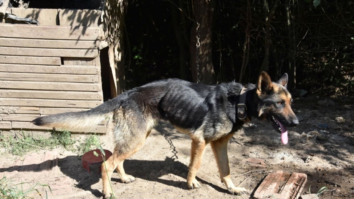 Étlen, szomjan tartotta a kutyáit: állatkínzóra csaptak le a veszprémi rendőrök