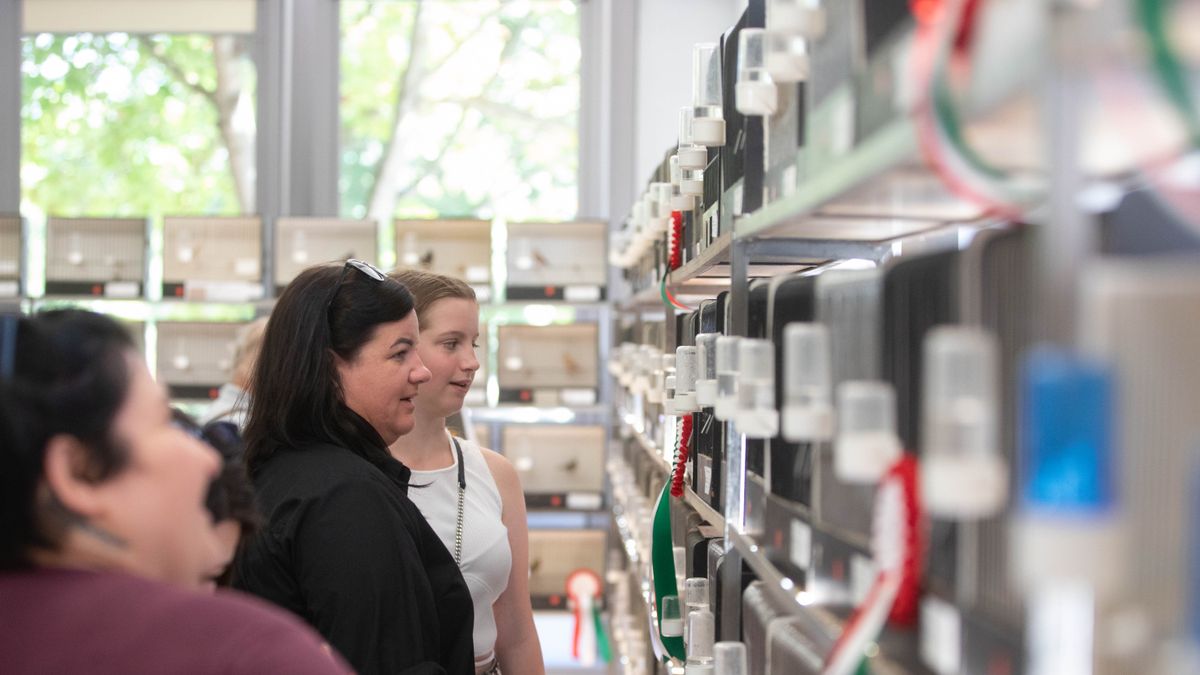 Varázslatos jómadarak (galéria)