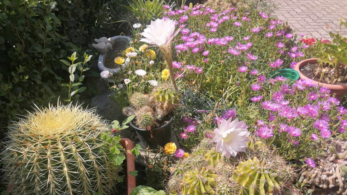 Sarok Badacsonyban, amely tavasztól télig virágos