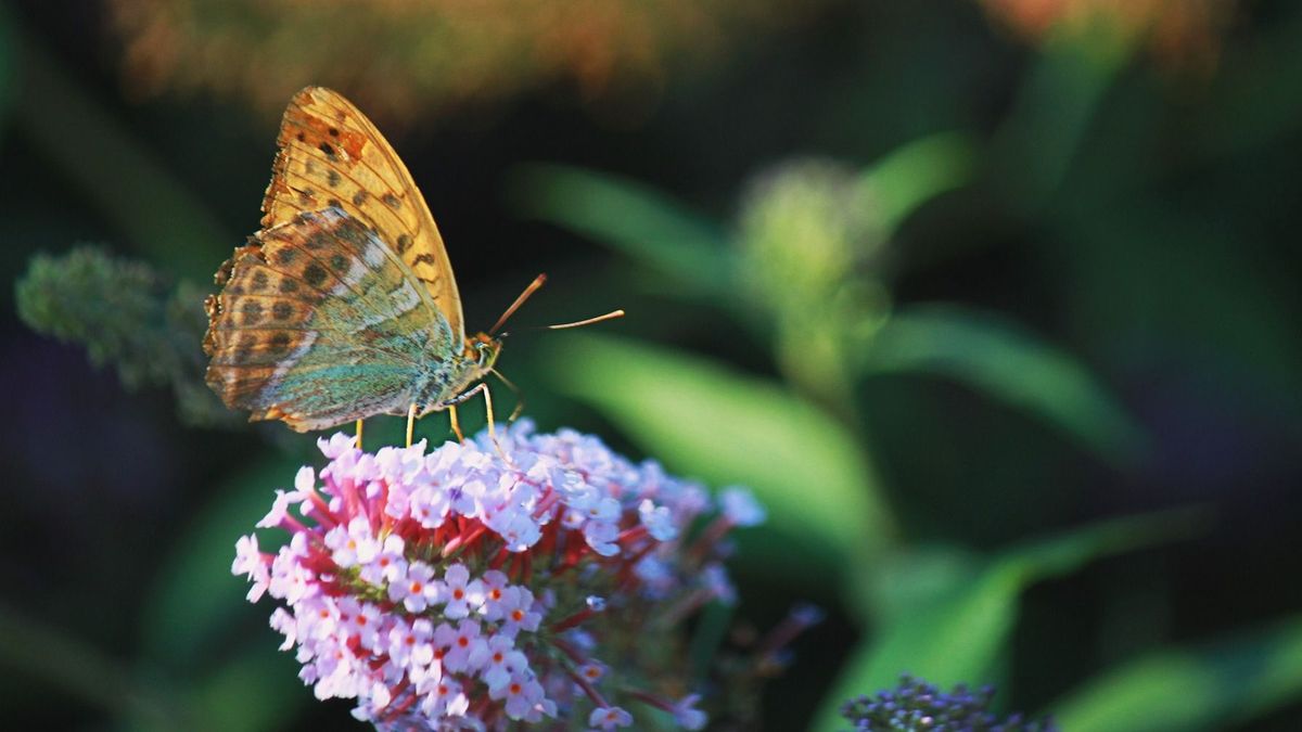 Nektárgyűjtést fotózott Veszprémben olvasónk