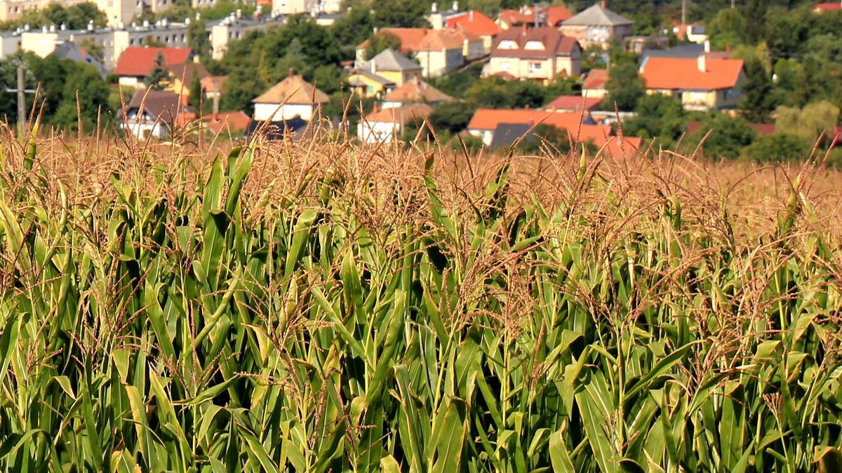 Raktárkapacitási problémák várhatóak a vármegyében