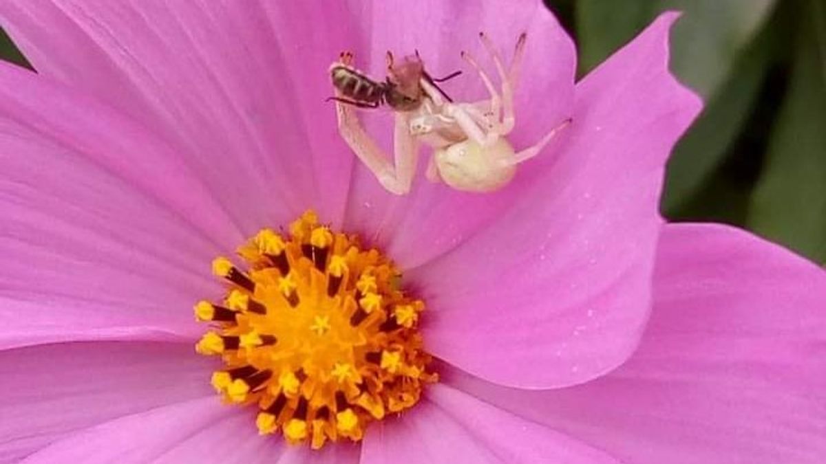 Pók sikerpillanatának elkapása lepkevirág szirmai közt a papa kertjében