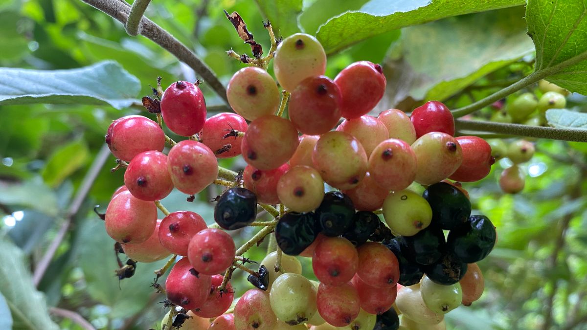 Bogyókkal szép az ősz (galéria)