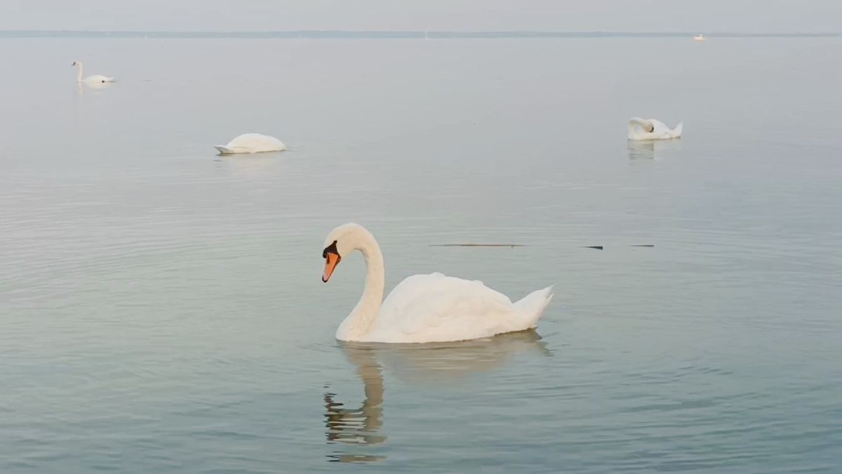 Ennyire stresszesek a hattyúk vasárnap délután a Balatonnál (videó)