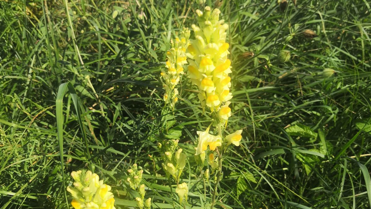 A vihar okozta vagy rágcsálófogak? – A hódok nyomába eredtek a padragkúti sétálóklubosok