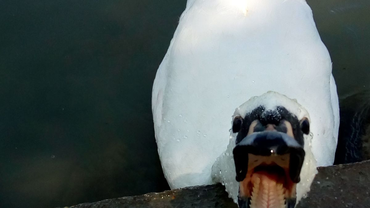 Belenézett már egy hattyú torkába?