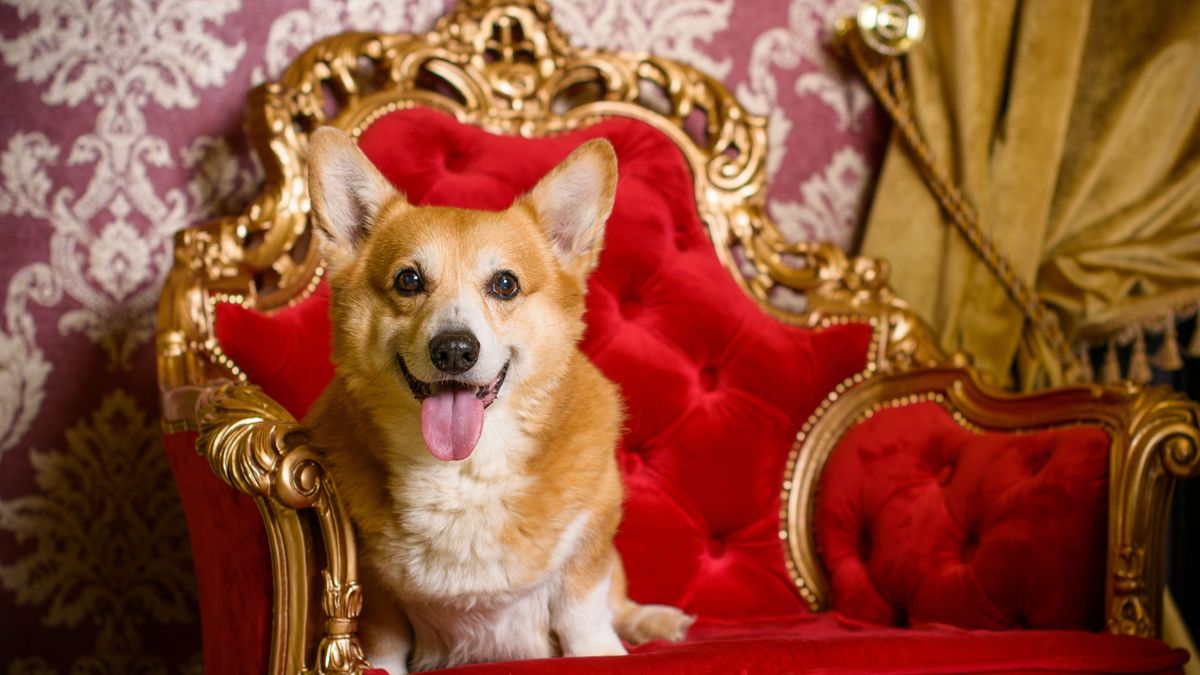 Nem találná ki, kihez kerültek II. Erzsébet halála után a kutyái
