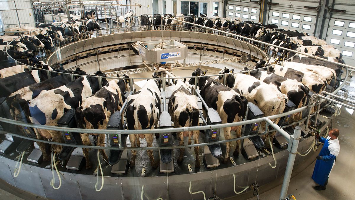 AM: csaknem 11 milliárd forint támogatás érkezik a tejtermelő és hízott-bikatartó gazdaságok számára