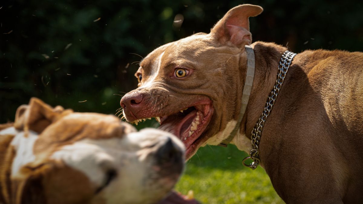 Felkavaró videó készült egy kutyaviadalról Nagyorosziban: halálra marcangoltak egy kutyát