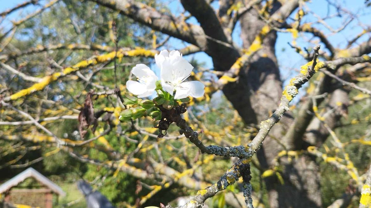 Tavaszias sziromlátvánnyal köszöntött be Bándra az ősz