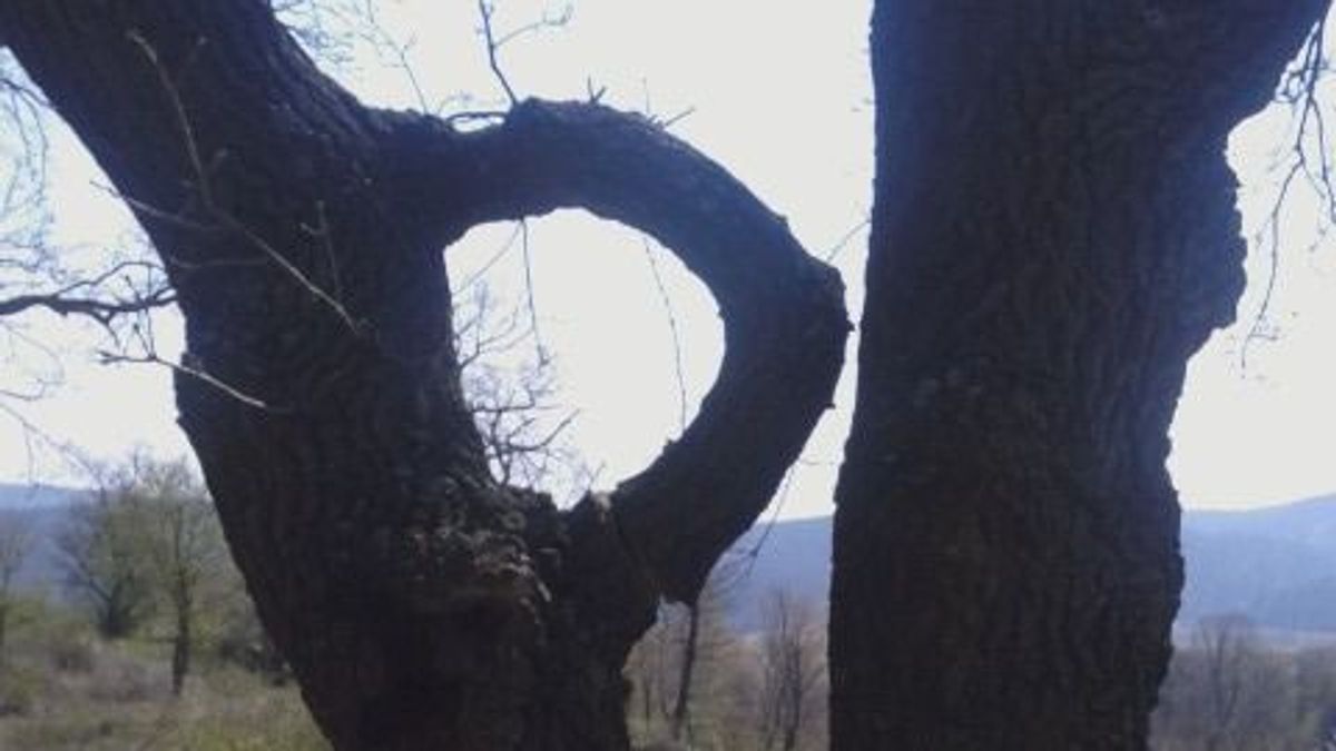 Kör alakúra nőtt a fa ága az Eperjesen