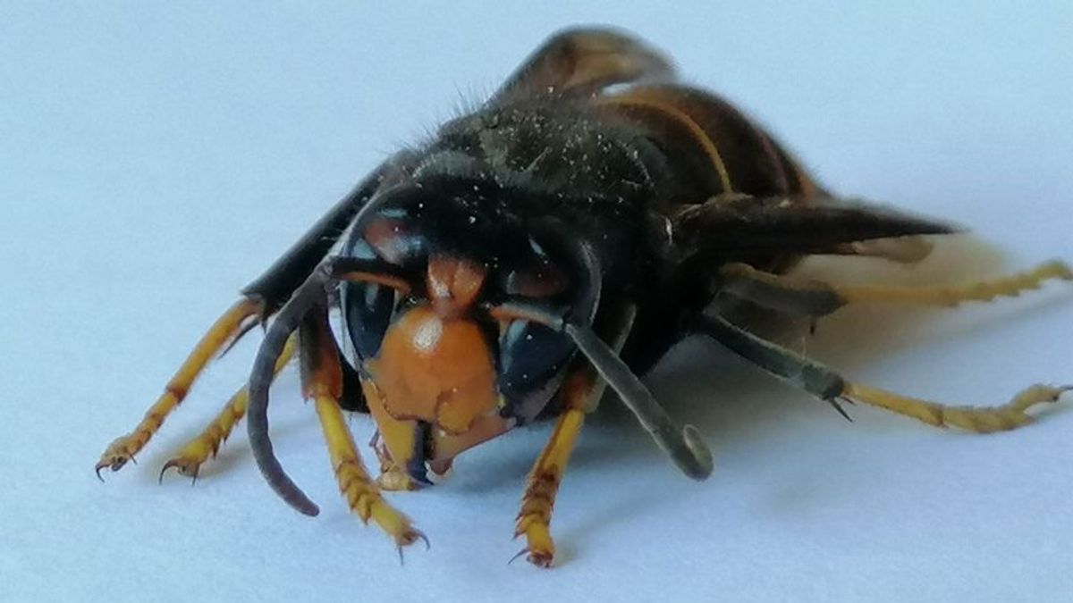 Hivatalos: megjelent Magyarországon az ázsiai lódarázs