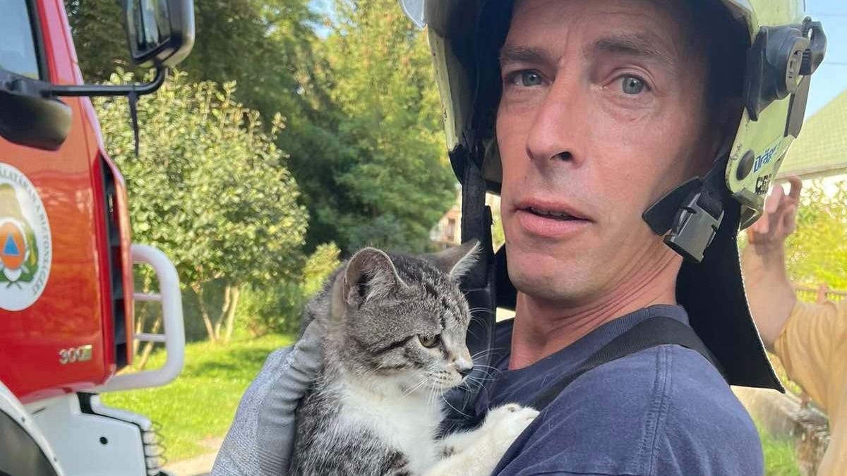 Kútba esett fiatal macskát mentettek az ajkai tűzoltók