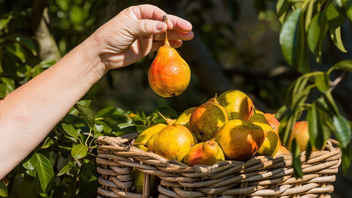 Érik a magyar körte, javában tart a szüretje