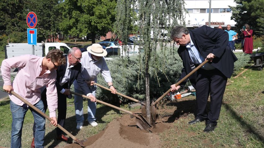 VEOL – Fát ültettek Schweitzer József országos főrabbi emlékére