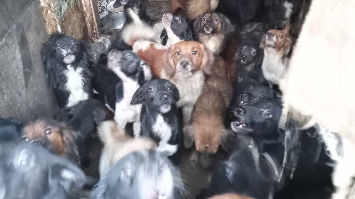 Elképesztő állapotok: 72 kutyát mentettek ki egy családi házból, sosem engedték ki őket