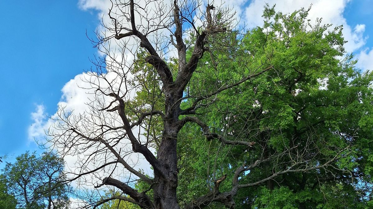 Felhőlombot kölcsönzött csupasz ágaira a fehérvárcsurgói kastélypark fája