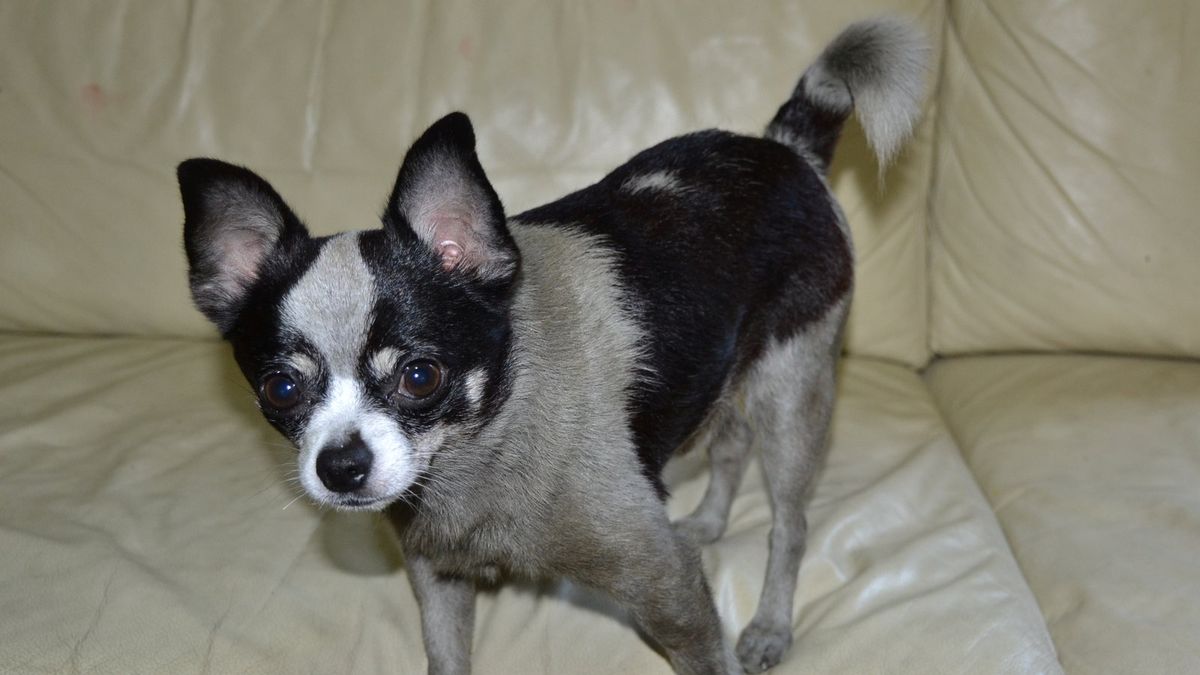 Átfestette a lopott kiskutyát egy somogyi férfi, nem jött be a nagy csel