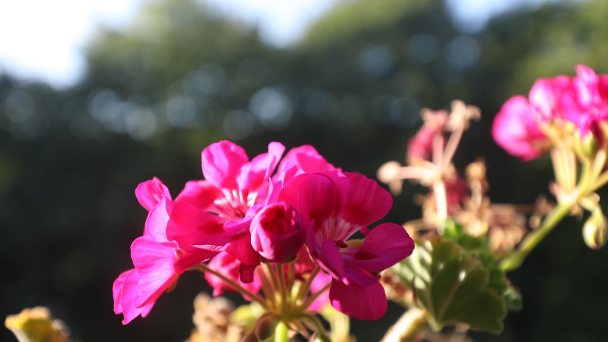 Megcsúszott nyár után