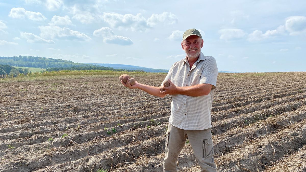 Esőre várnak a krumpliszedők