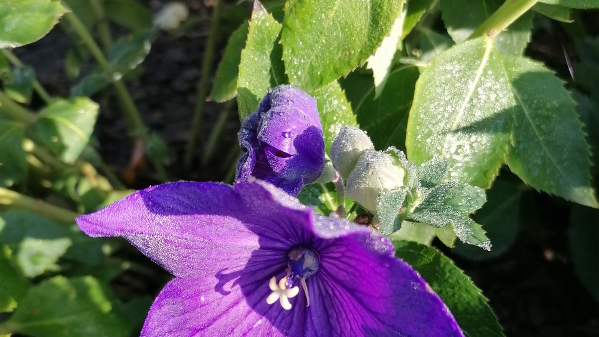 Ki korán kel, harmatot lel (képgaléria)