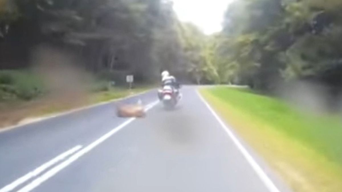 Szarvas ugrott a motoros rendőr elé, hajszálon múlt a baleset - videó