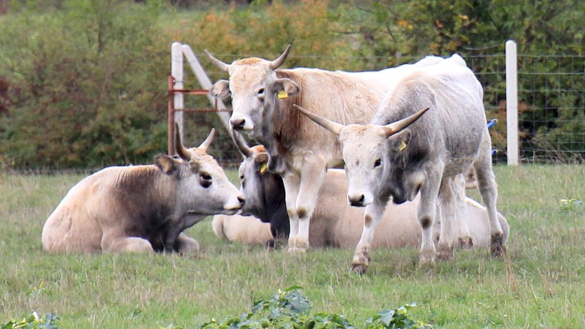 Több környezetvédelmi elvárás az agrártámogatásoknál