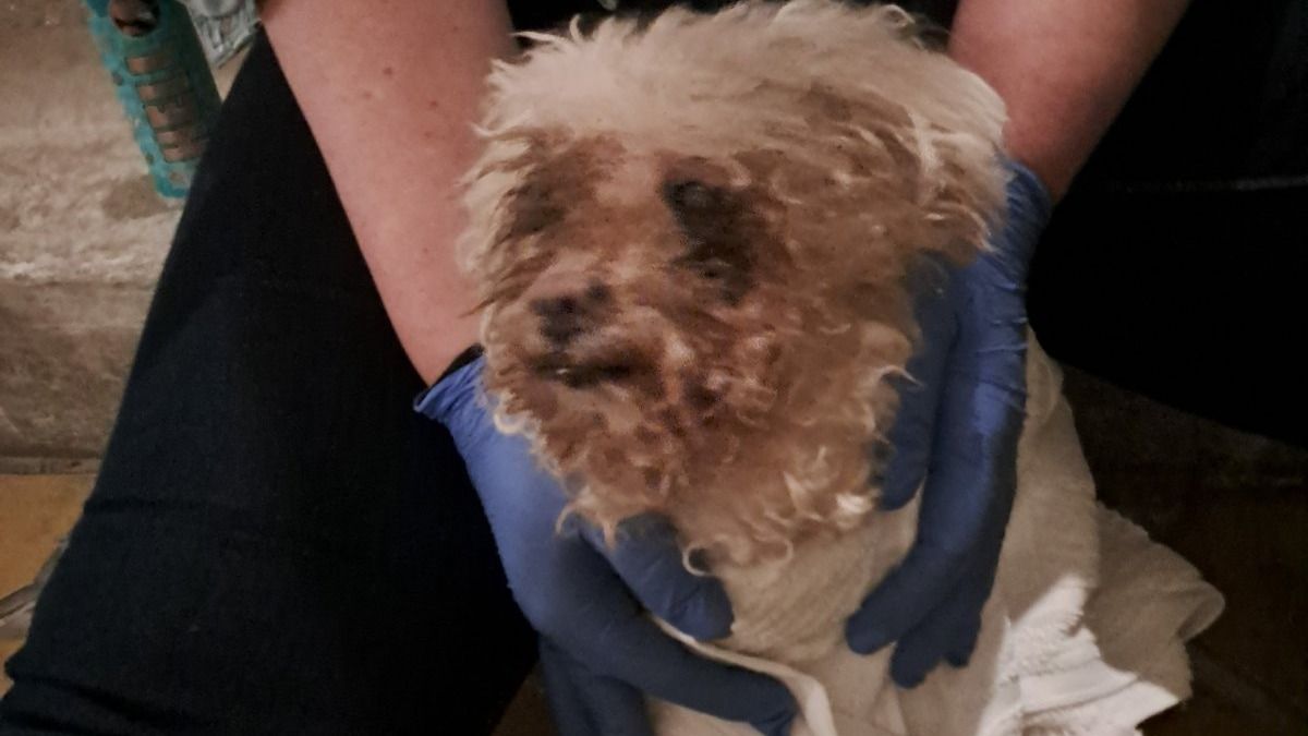 Megunta, szemetesbe dobta 16 éves kutyáját egy nő, konténerből mentették ki az állatot