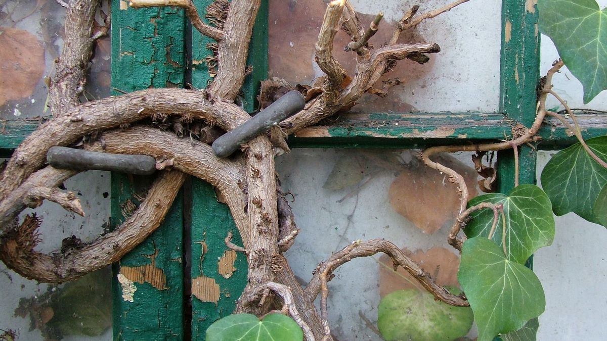 Öreg ablakra biztonsági zárként vigyáz a borostyán