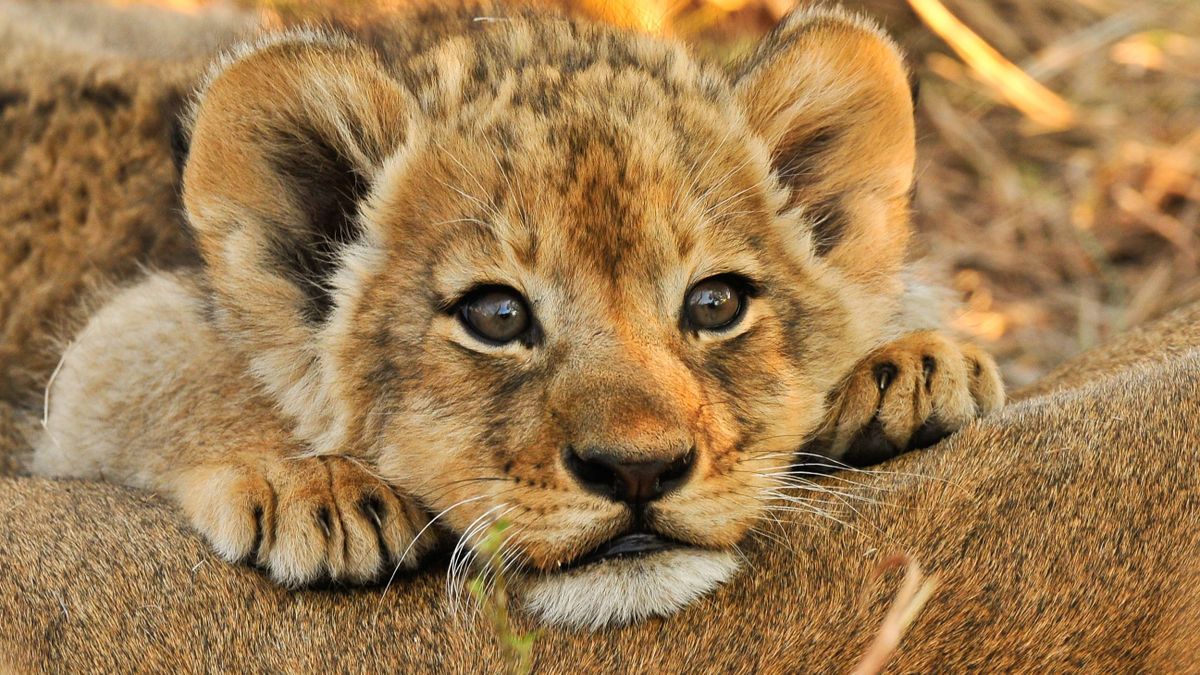 Elpusztult a Szabadkánál talált kisoroszlán