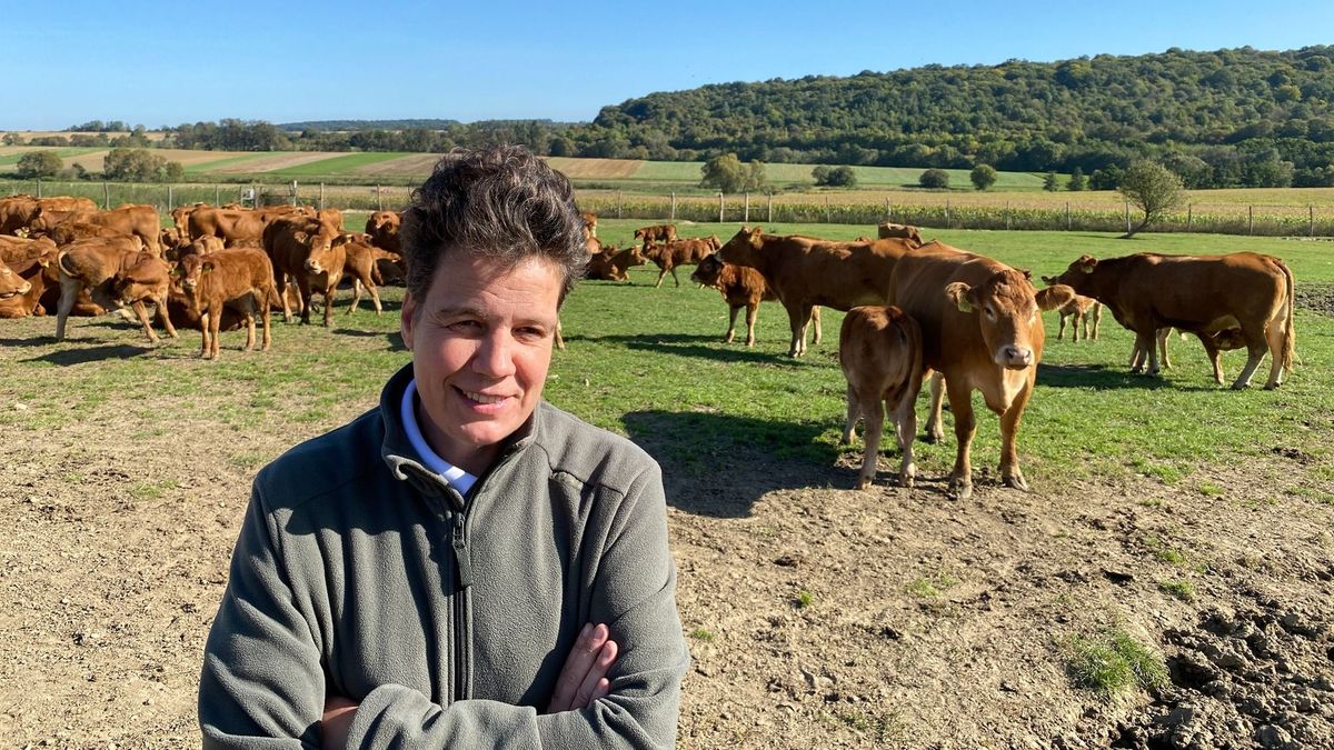 A limousinokról is híres a Bakony